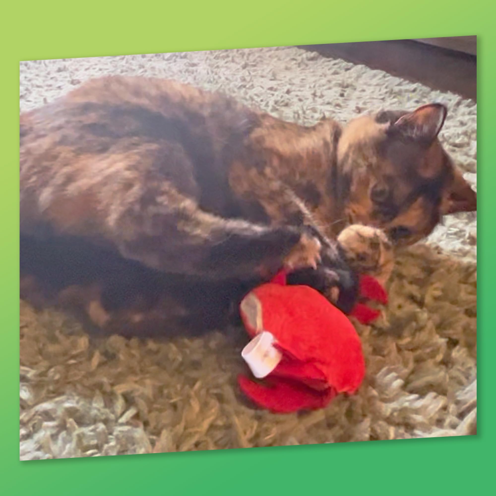KITTY KA-ZOOM ZOOMIE Crabe, activité chat stimulante pour chats actifs.