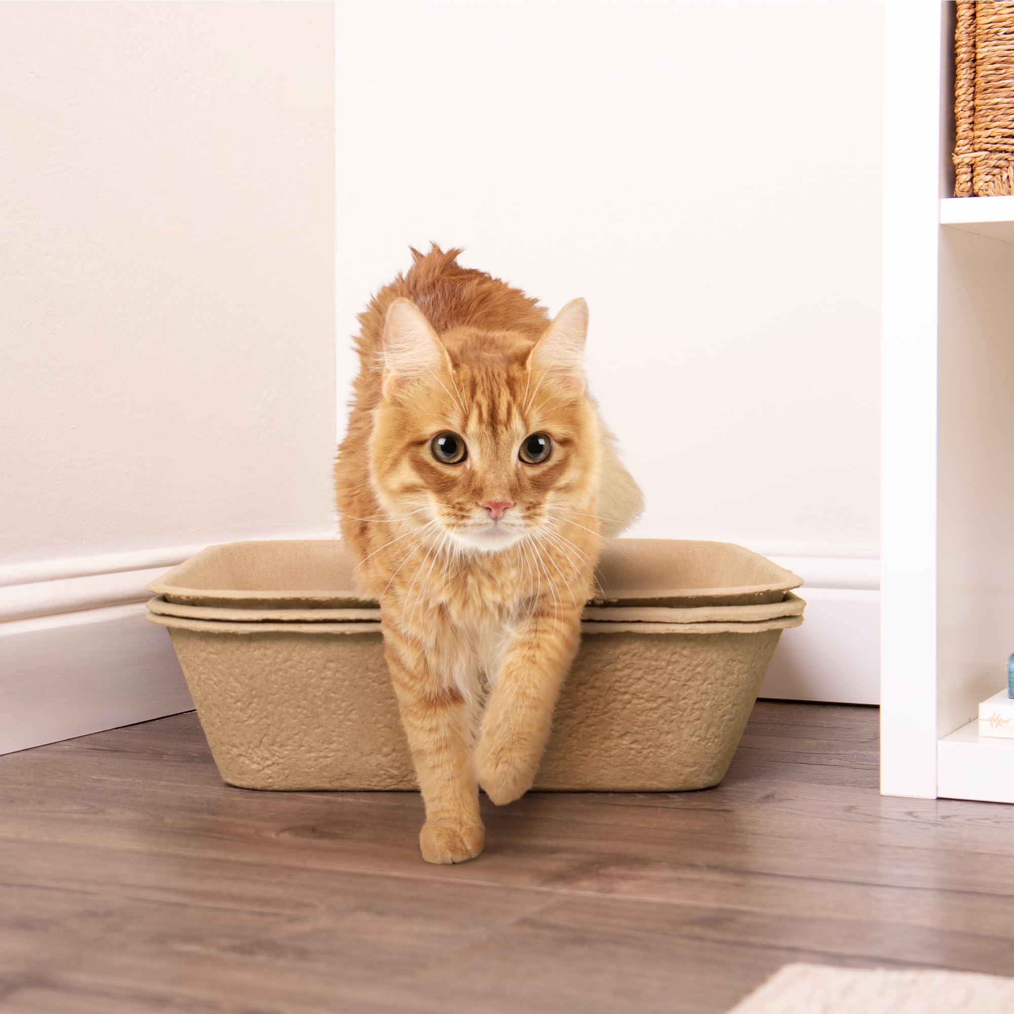 Utilisation polyvalente Kitty Sift pour animaux variés et petits animaux.