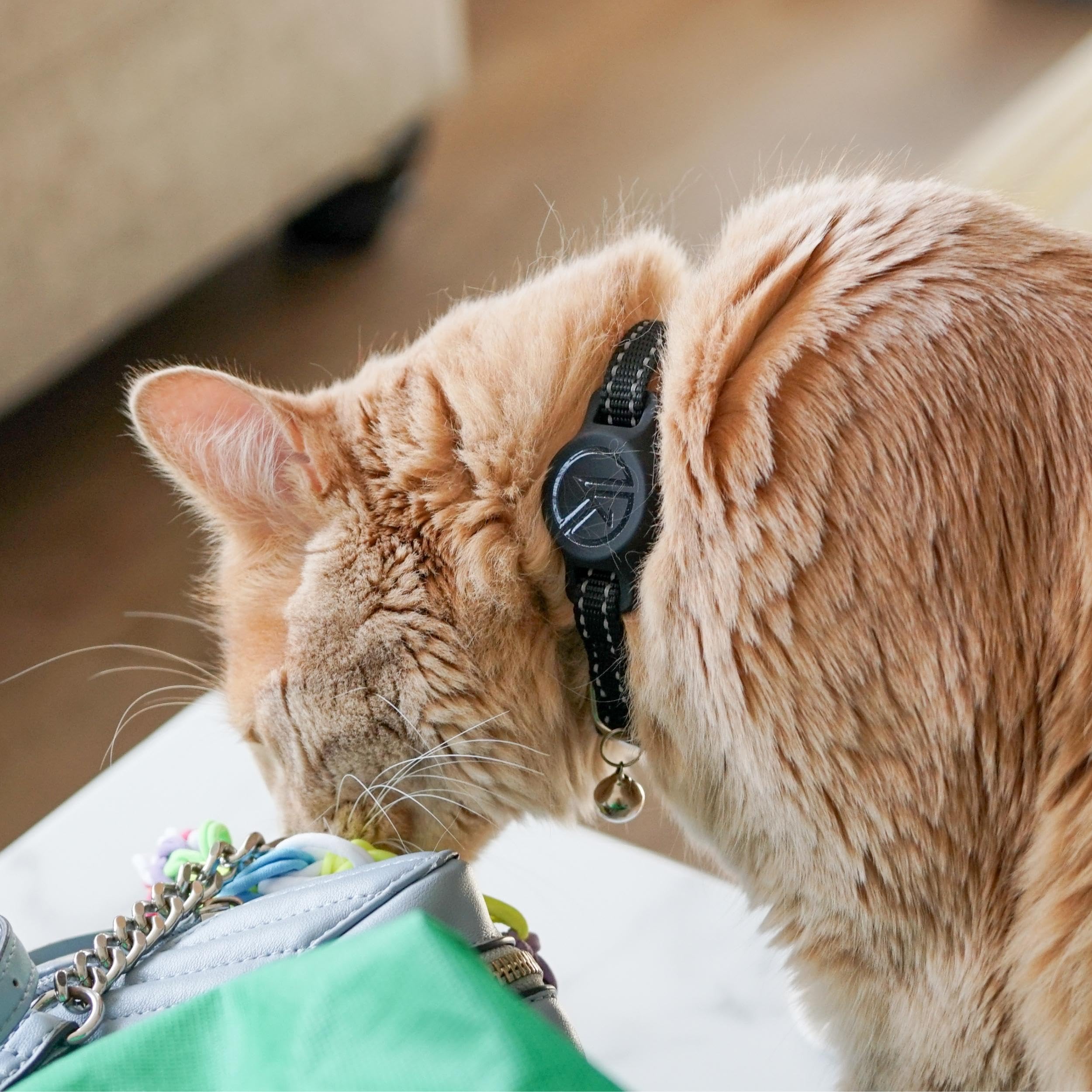 Sécurité et tranquillité Kitty Kompass simplifie le suivi sans compromis.