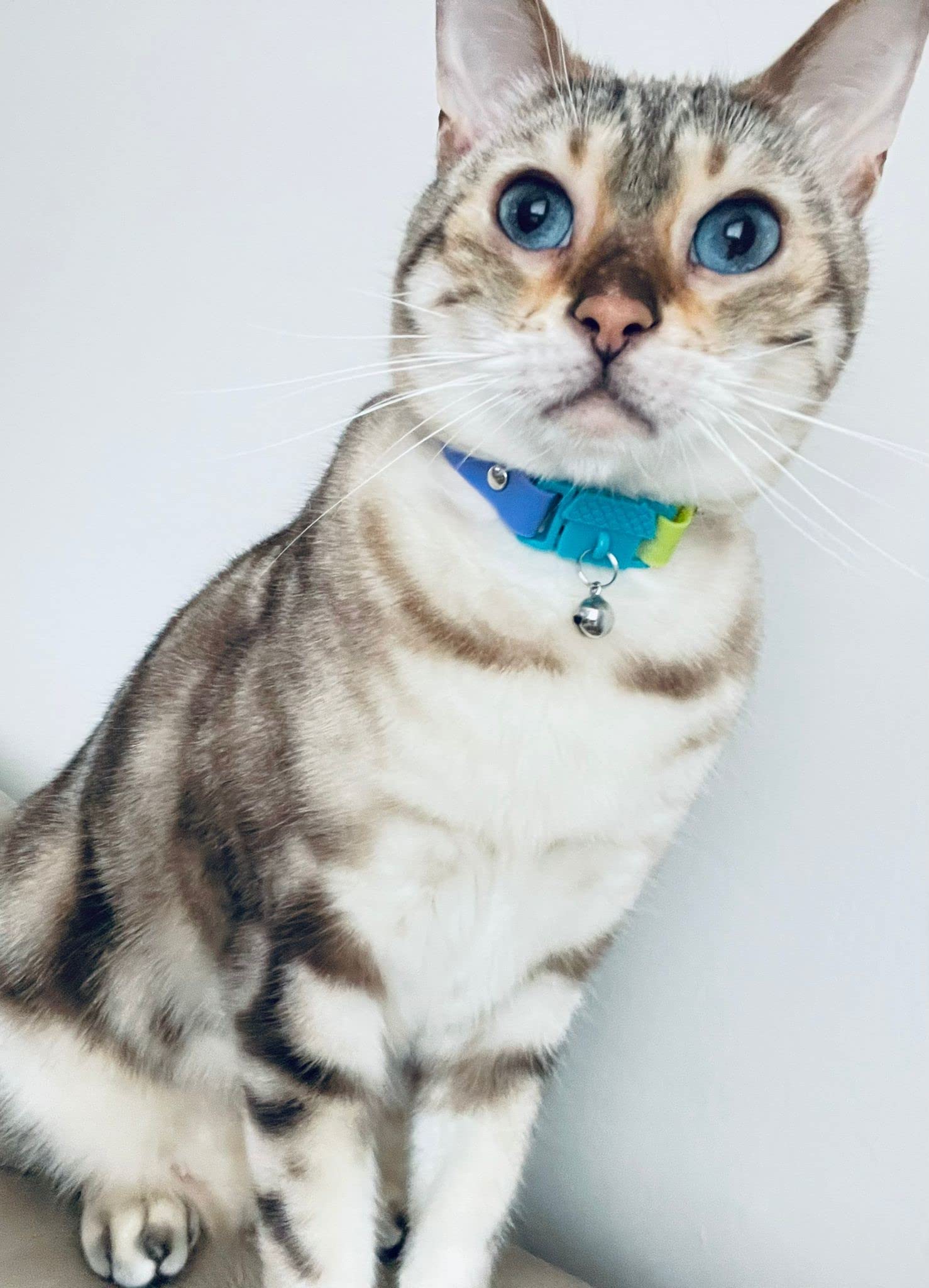 Guide des tailles Kittyrama pour chats et chatons.