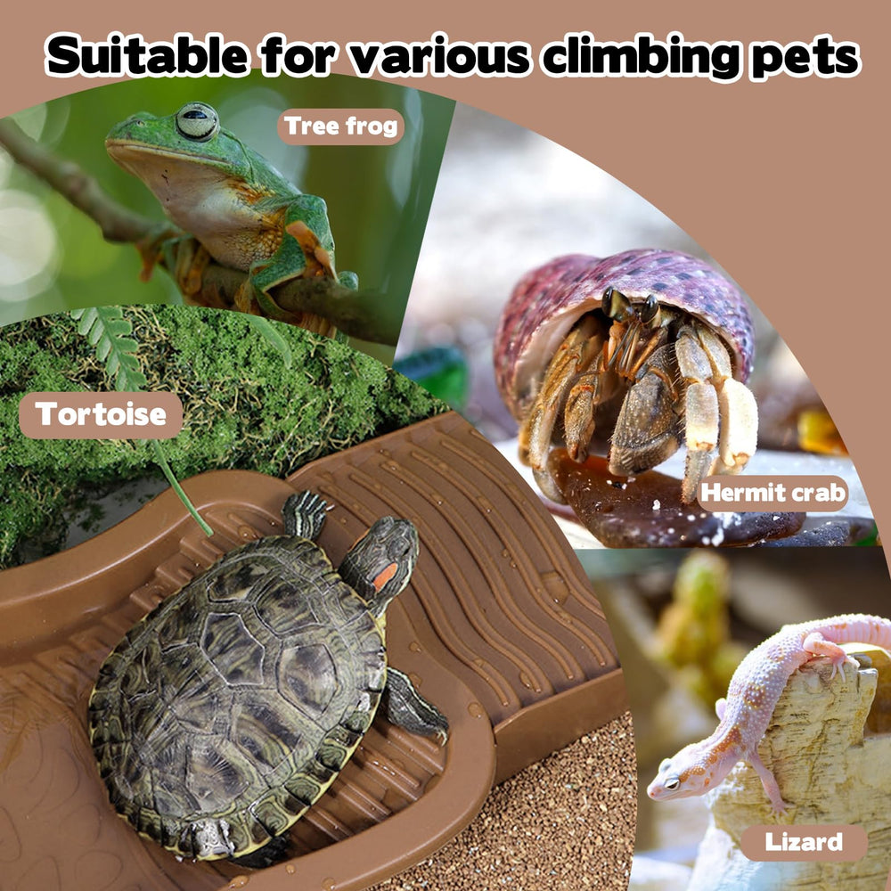 KKONHII assiette-nourriture-reptile: zone repas stable et polyvalente.