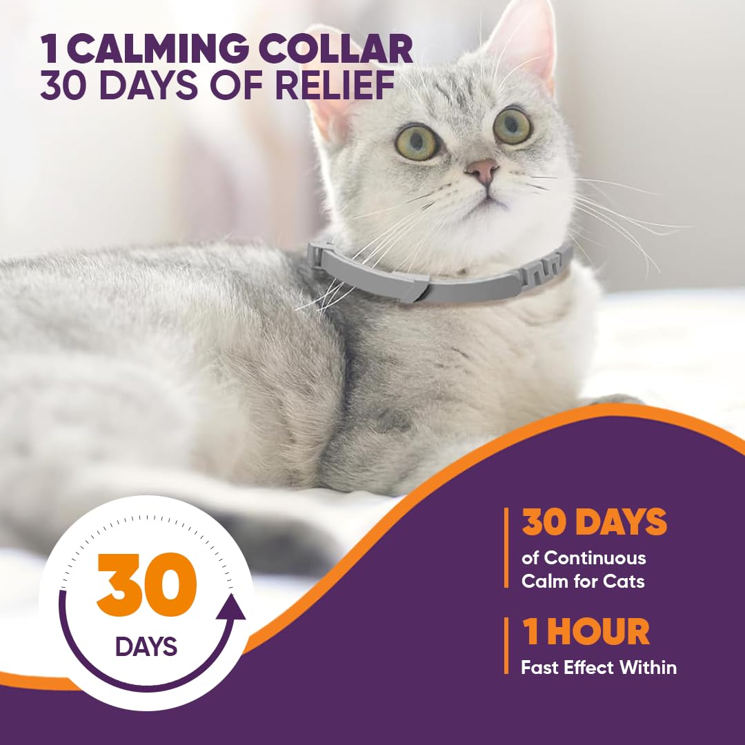 Klioak collier blanc pour chats, option légère et discrète.
