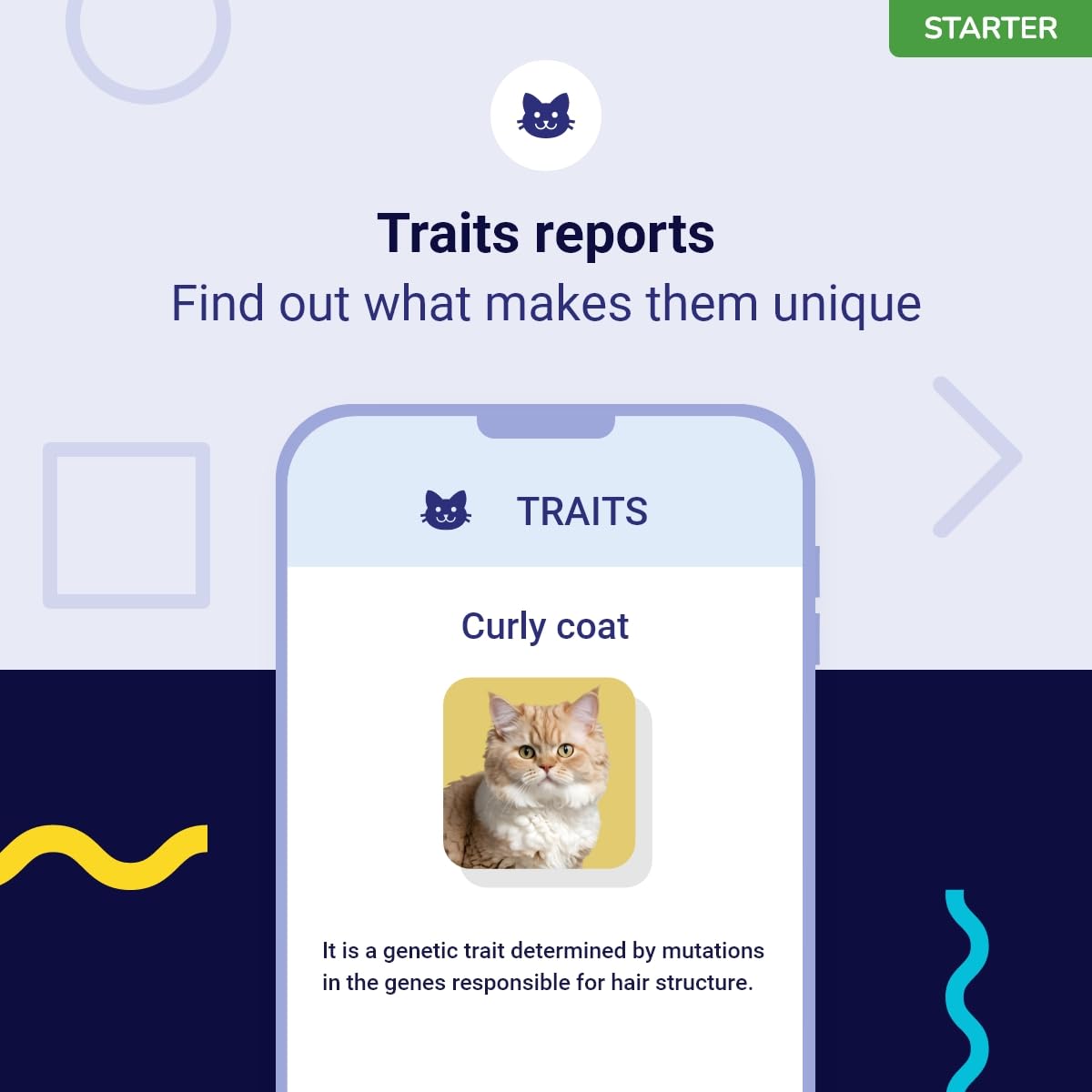 Koko Genetics arbre familial chat — découvrez les liens et l'histoire génétique.