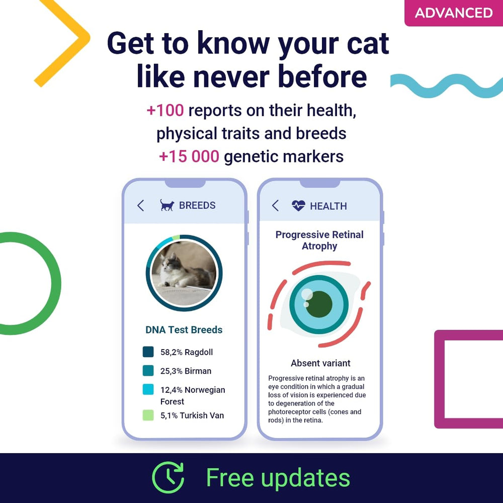 Koko Genetics arbre généalogique chat montrant origines et races