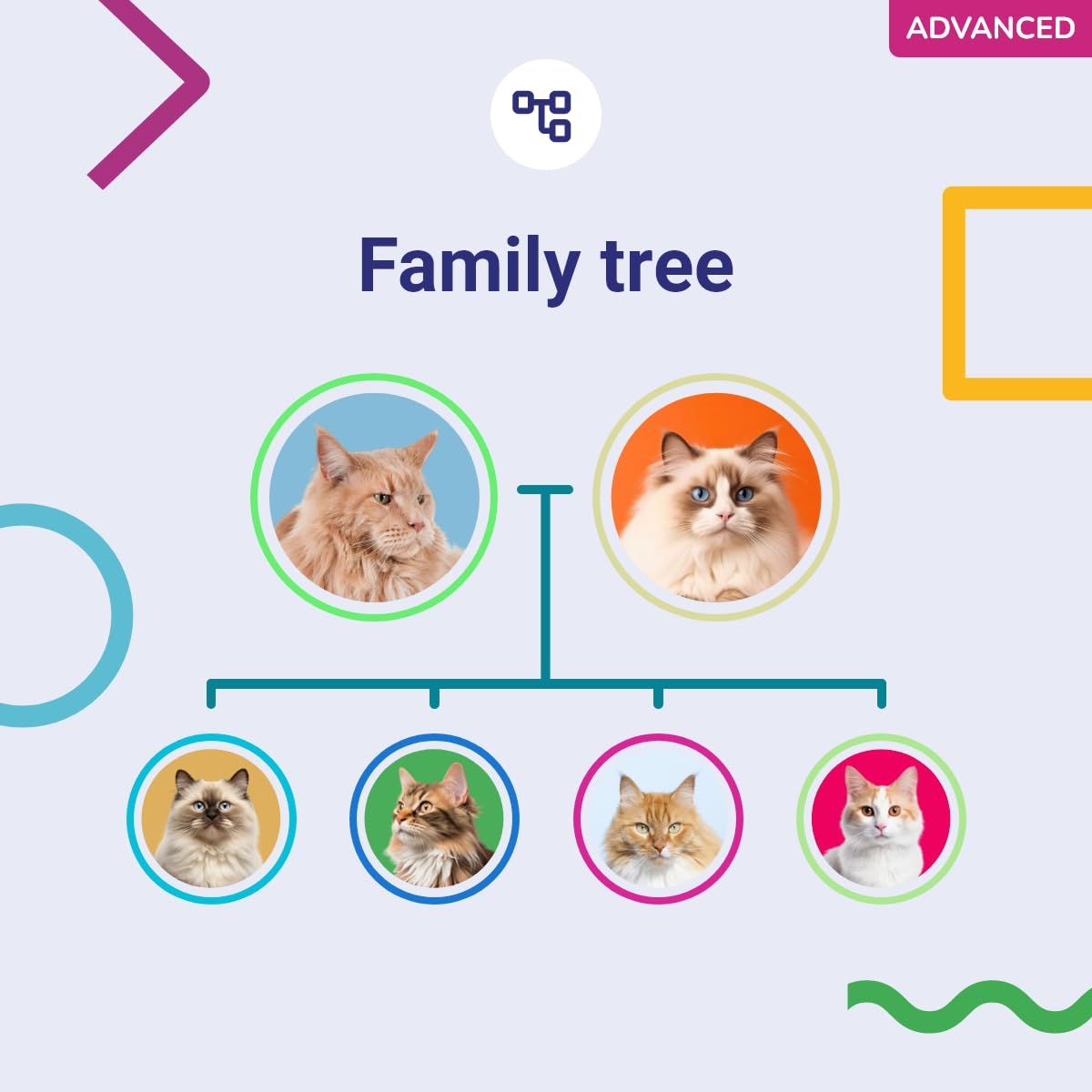Koko Genetics mises à jour gratuites avec données actualisées