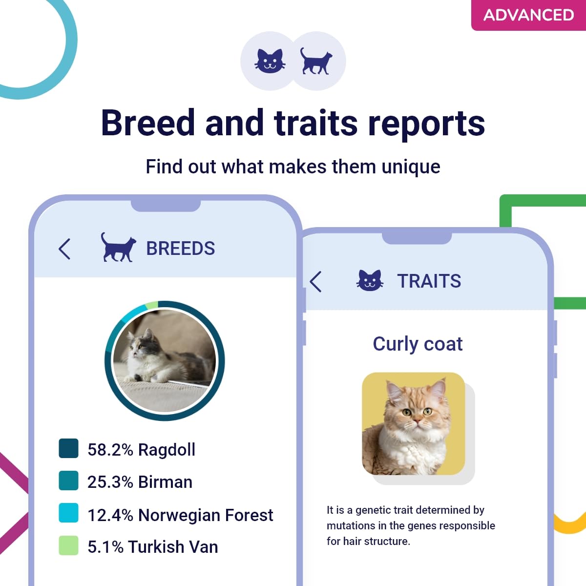 Koko Genetics porteurs de conditions chat identifiant risques potentiels