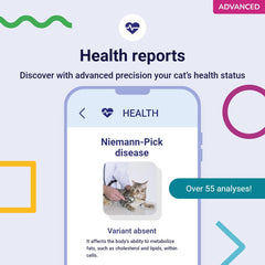 Koko Genetics traits physiques chat présentant caractéristiques visuelles