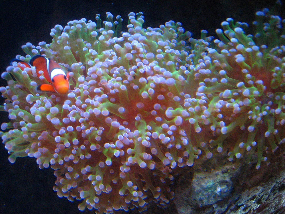Fabrication LANXESS garantie de qualité et sécurité pour l’aquarium