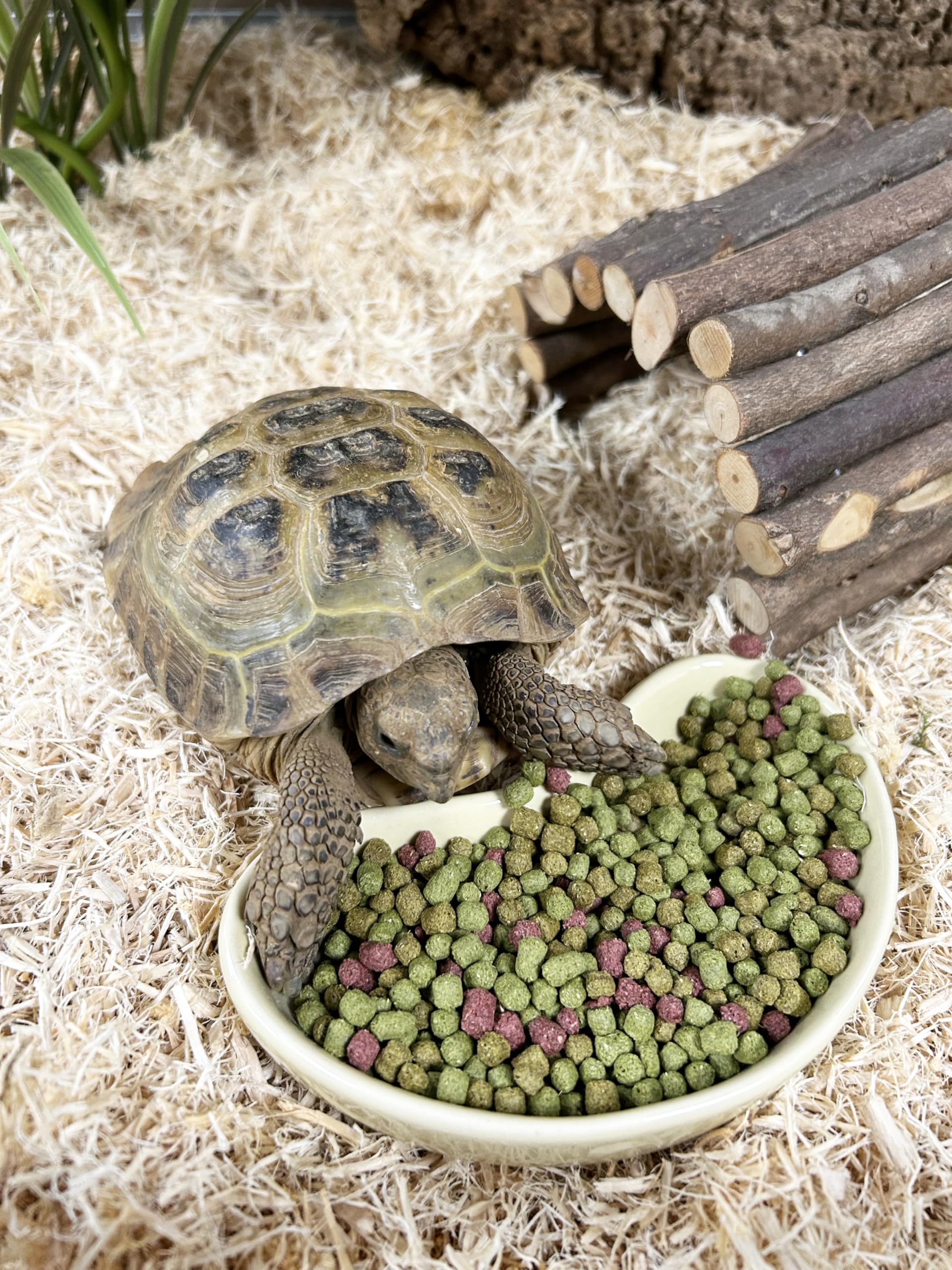 Tableau de valeurs nutritionnelles Komodo Diet Tortue Fruits et Fleurs 680 g