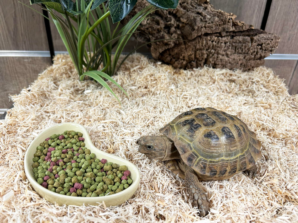 Tortue mangeant Komodo Diet Fruits et Fleurs 680 g