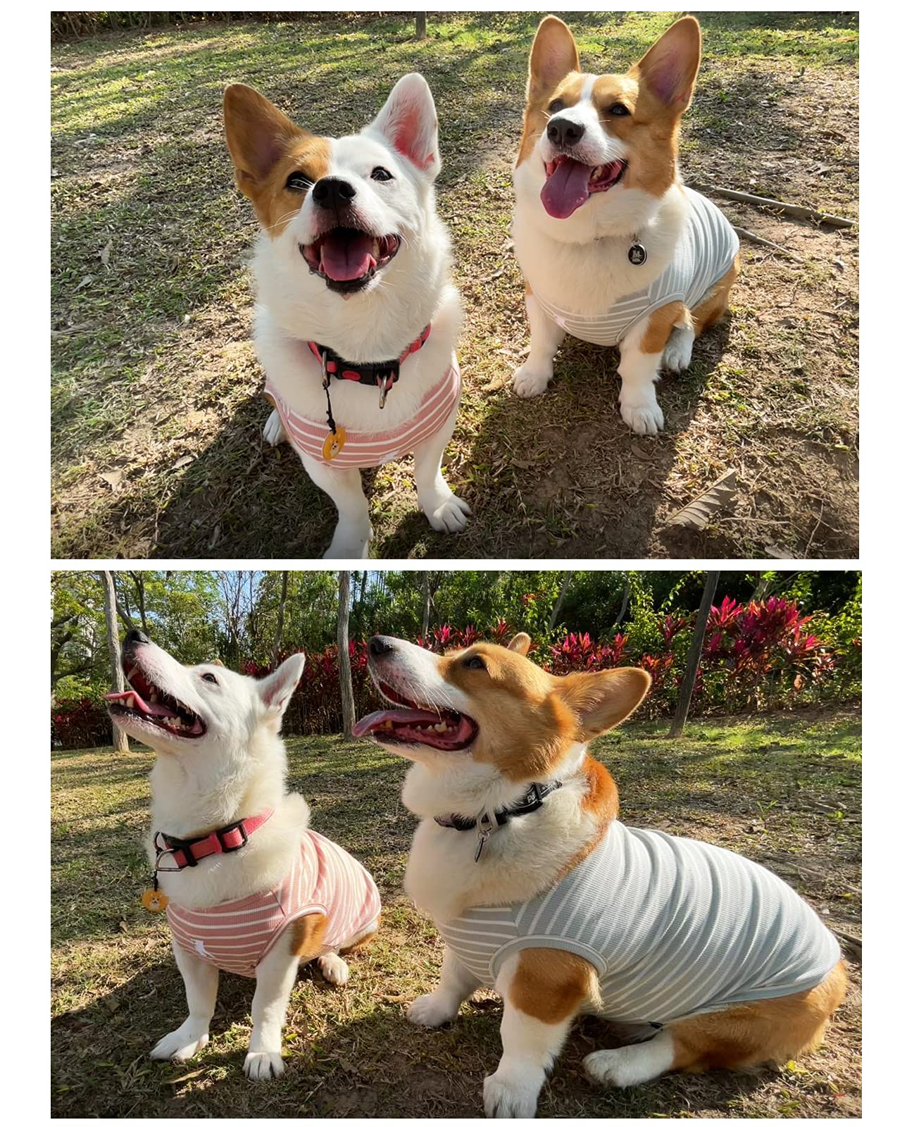 Koneseve gilet chien deux-pieces rose et vert, ensemble pratique et coloré.