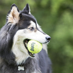 KONG SqueakAir – balle canine, douceur feutre non abrasif pour les dents