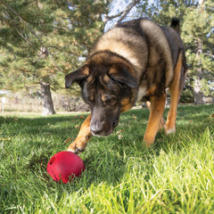 Balle Kong durable en caoutchouc naturel, idéale pour les jeux extérieurs.