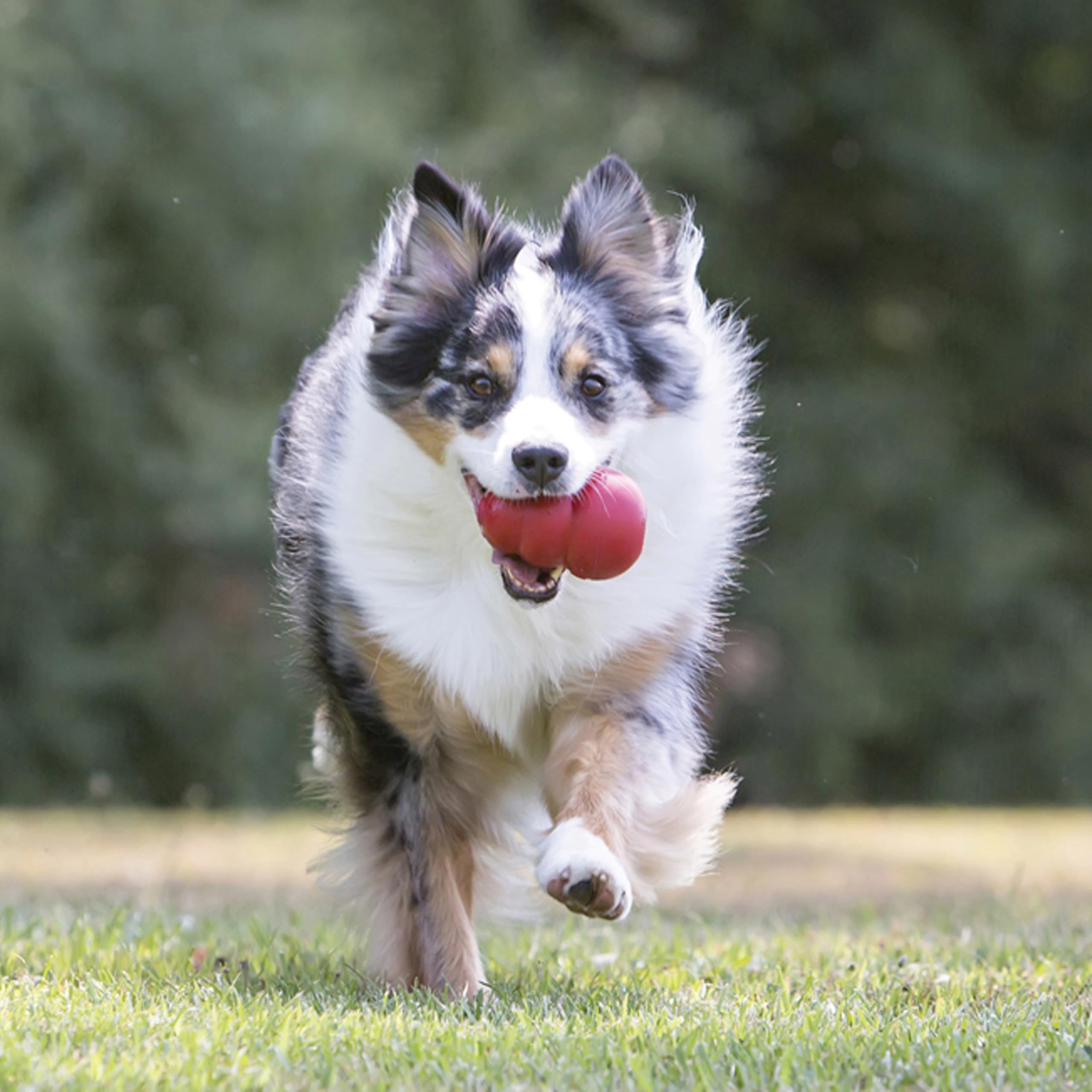 KONG Classic: jouet creux pour garnir, prolongeant le défi et l'amusement du chien.