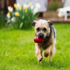 Kong Classic Moyen pour chien rouge, rebond imprevisible, idéal pour jeux de lancer.