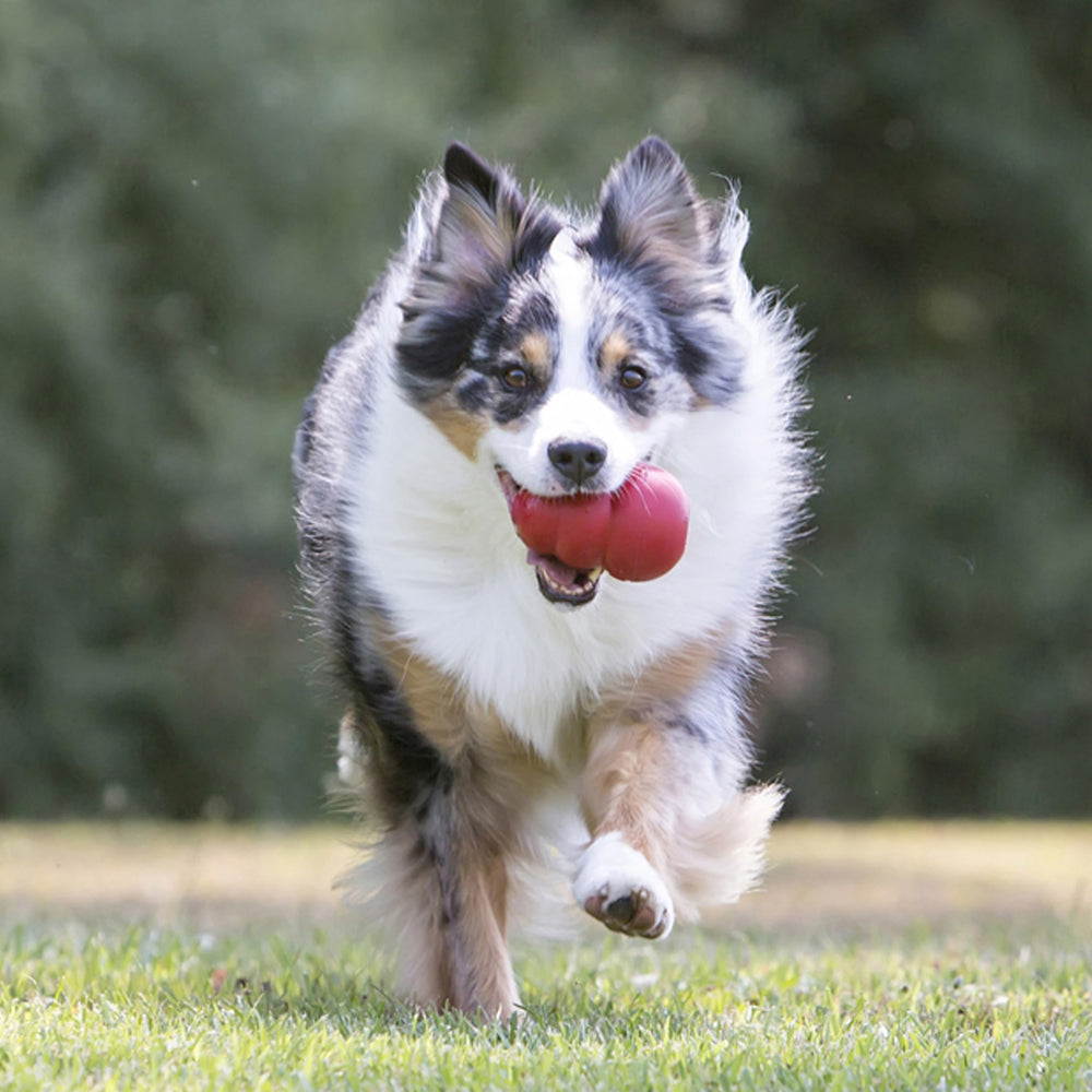 KONG Classic: rebond imprevisible pour divertir votre chien.