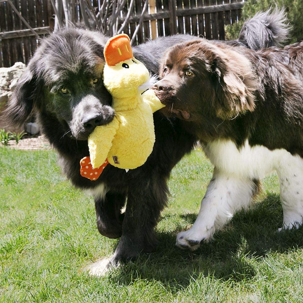 KONG Comfort Jumbo Canard-XL, sons-crinkle, stimulant l'intérêt et prolongeant le jeu.
