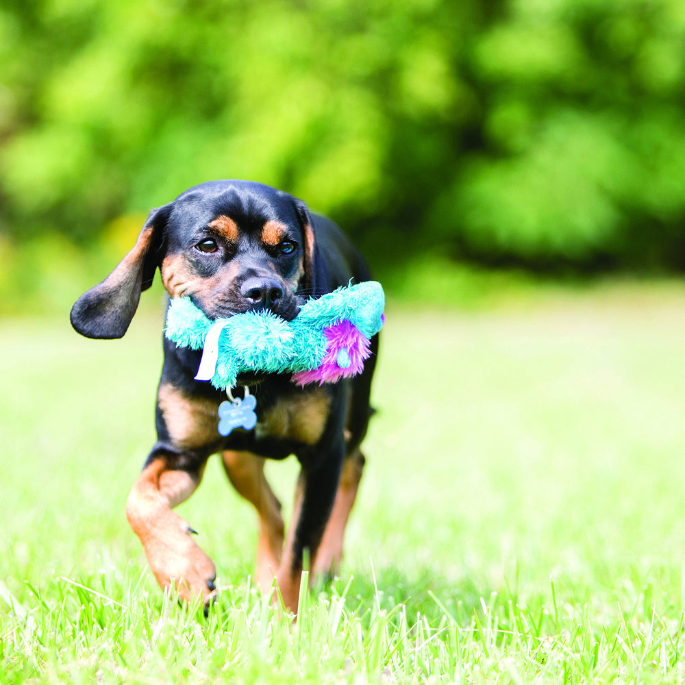 KONG Cozie Baily avec son interne pour stimulation ludique