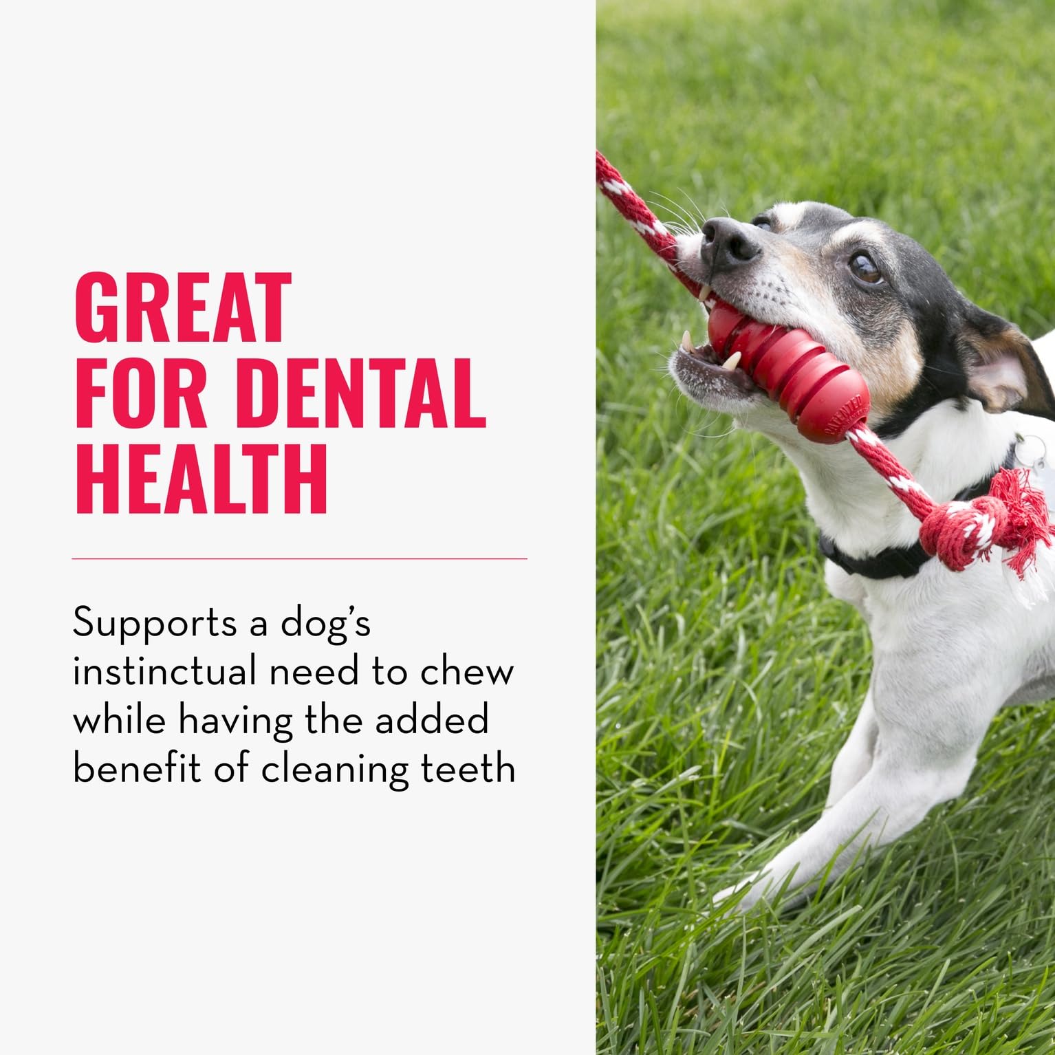 KONG Dental avec corde, caoutchouc naturel durable pour mastiquer.