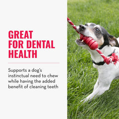 KONG Dental avec corde, caoutchouc naturel durable pour mastiquer.