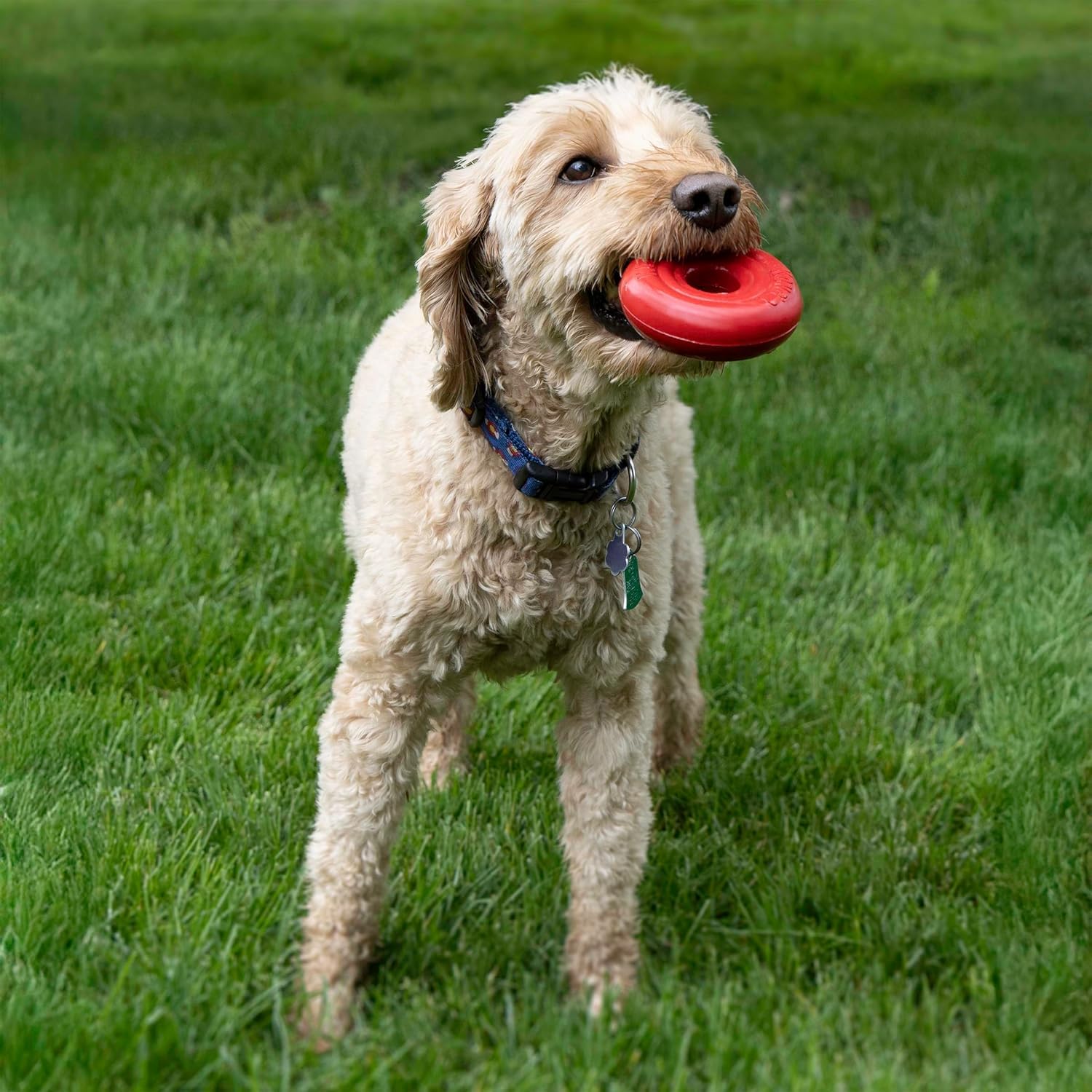 KONG Donut – outil robuste pour chiens puissants qui mordent fort.
