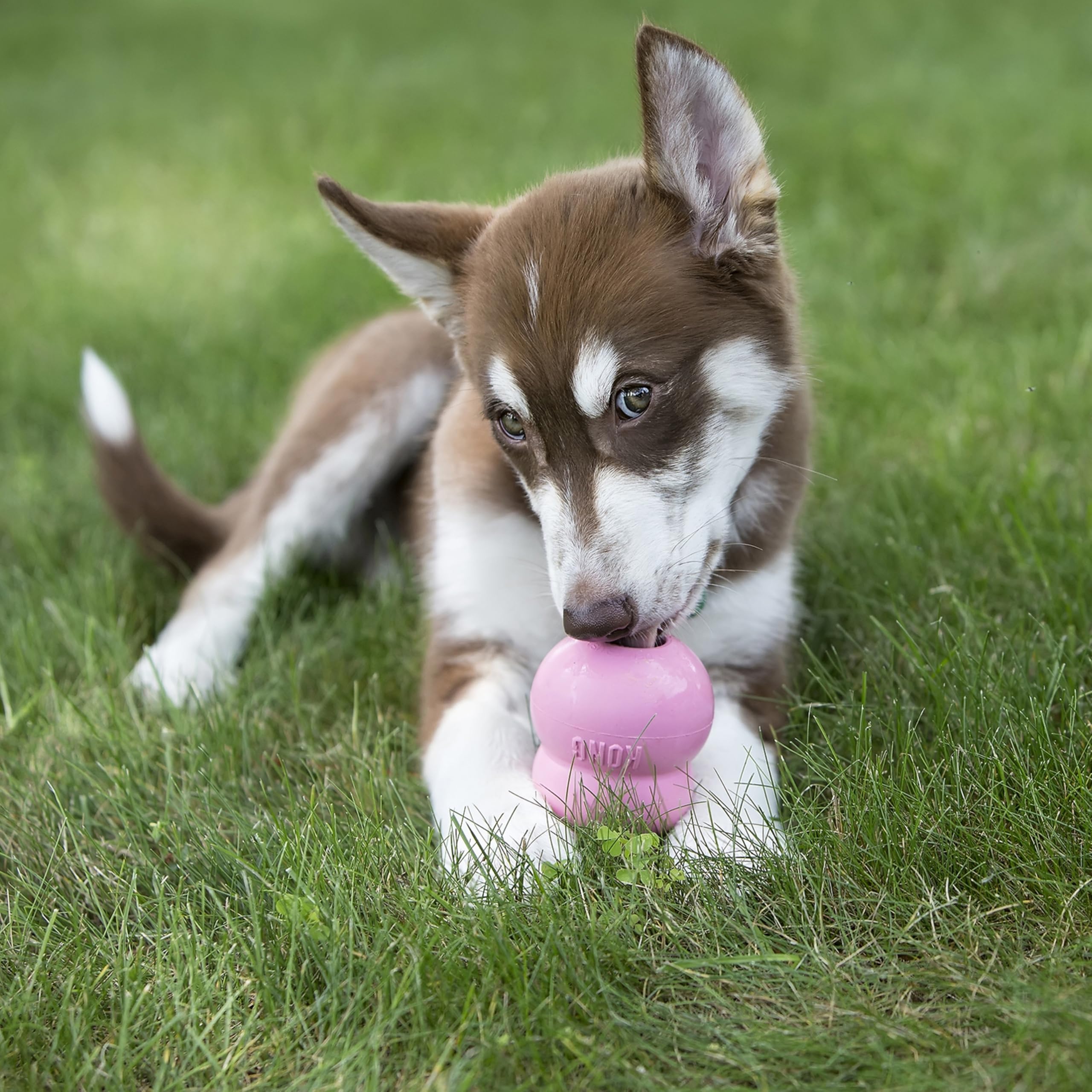 KONG Easy Treat Chiot, pâte facile à dispenser sans dégâts