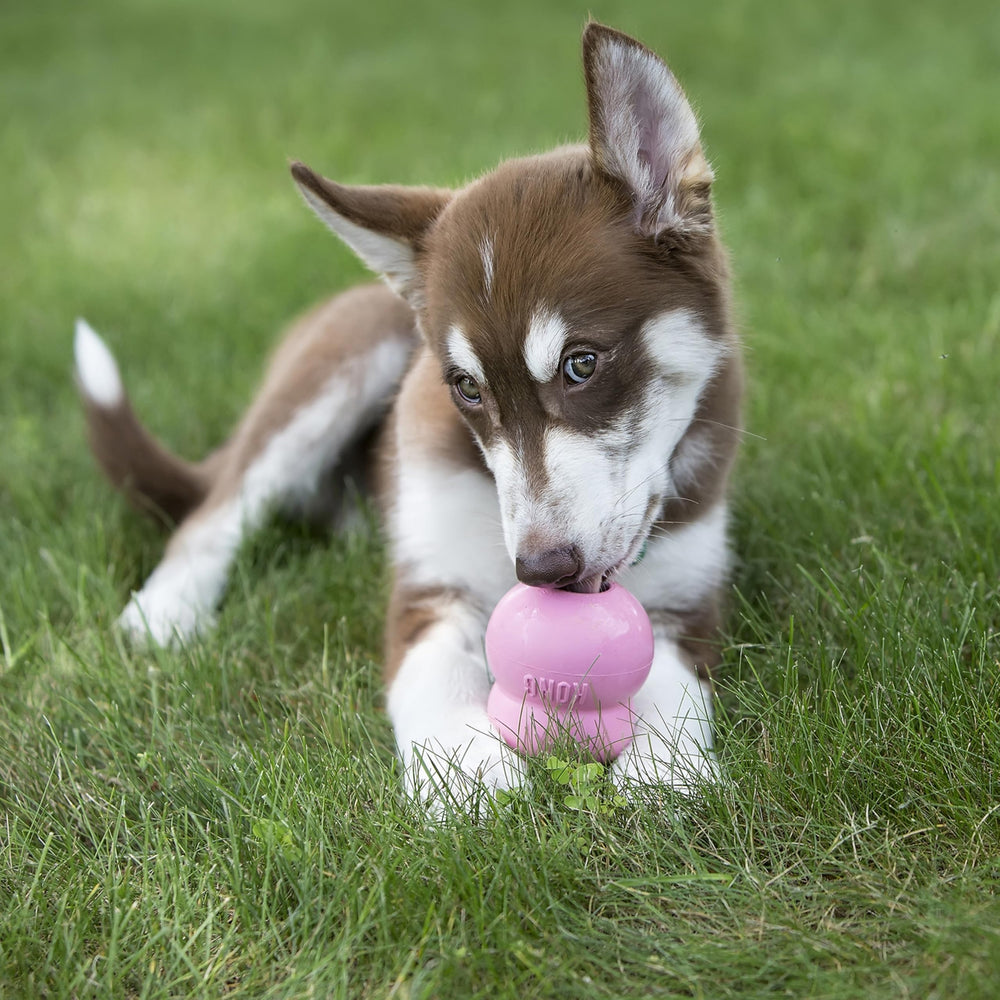 KONG Easy Treat Chiot, pâte facile à dispenser sans dégâts