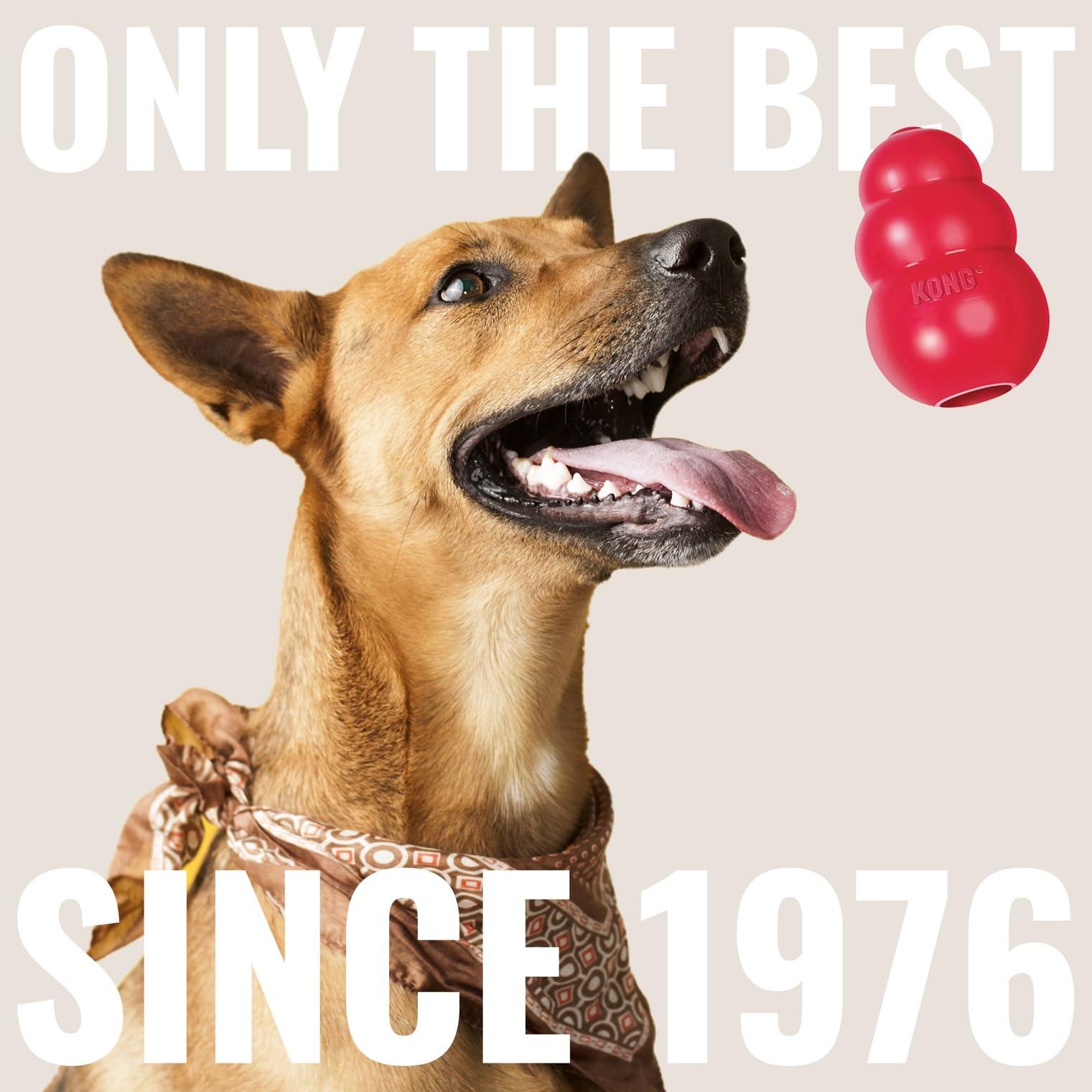 Ensemble de jouets KONG pour chien, utilisable en intérieur et extérieur.