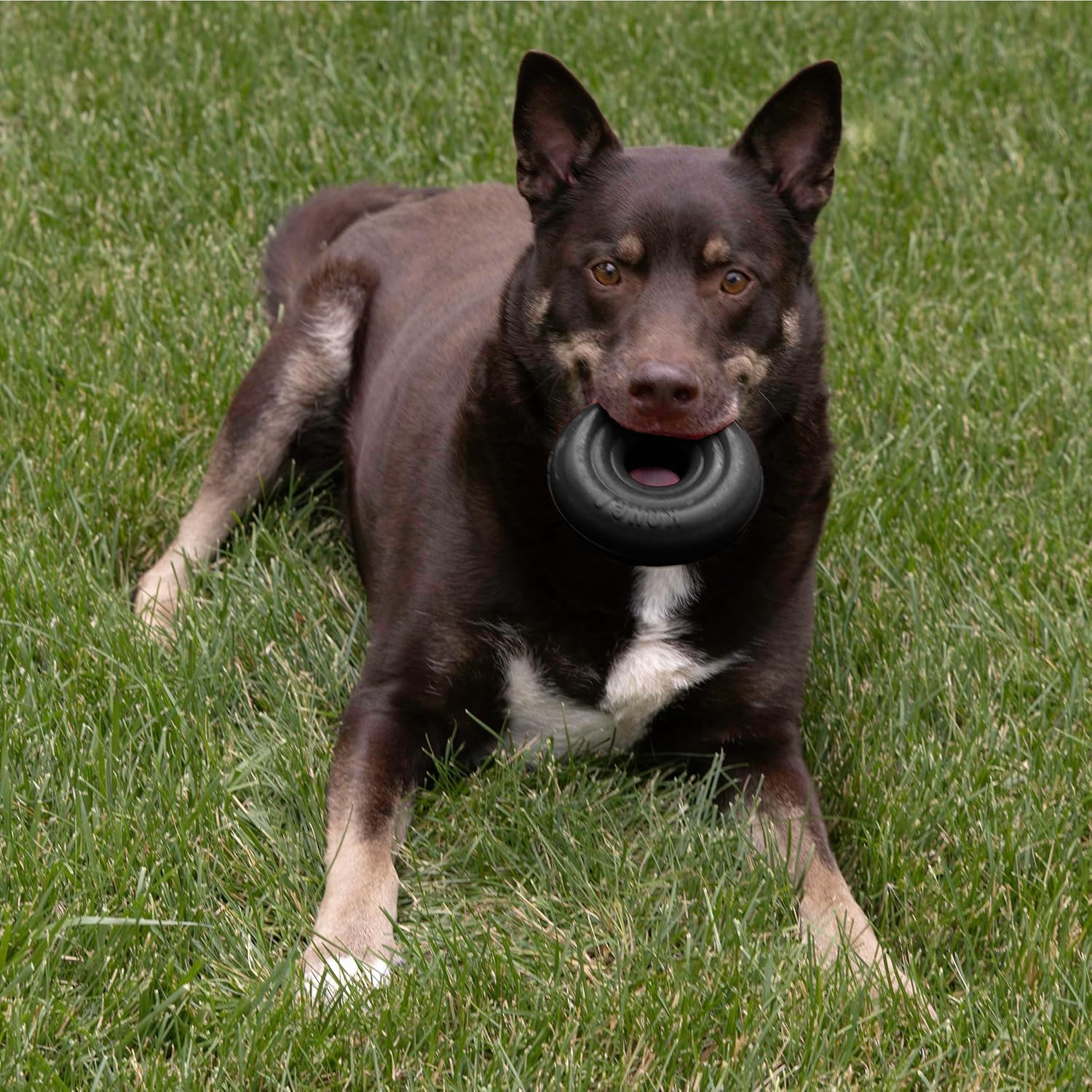 KONG Extreme Donut est idéal pour chiens actifs recherchant stimulation mentale et engagement.