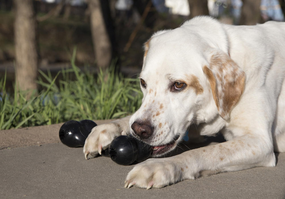 KONG Extreme Goodie Bone, idéal pour chien moyen en jeu intellectuel.