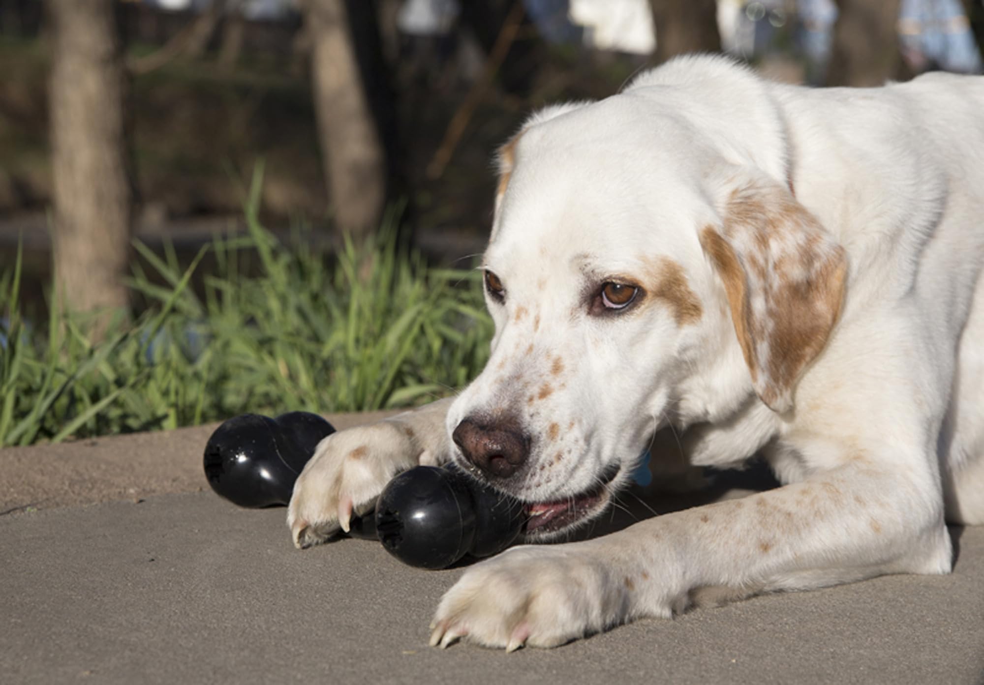 KONG Extreme Goodie Bone en caoutchouc naturel, durabilité pour sessions de mastication.