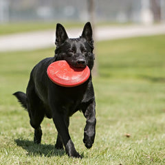 KONG Flyer caoutchouc doux, pratique pour des lancers et captures en douceur.