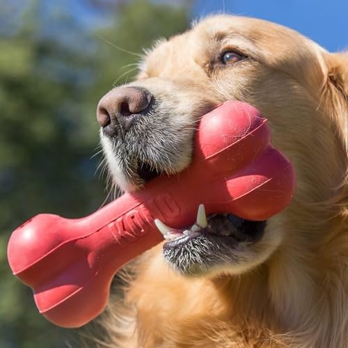 KONG Goodie Bone — jouet remplissable avec friandises pour prolonger le jeu.