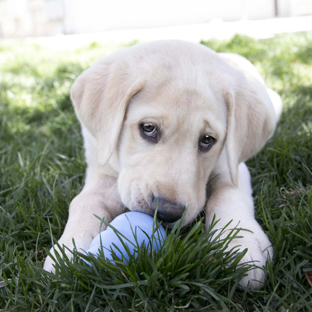 KONG Puppy, outil de massage des gencives pour chiots en croissance.