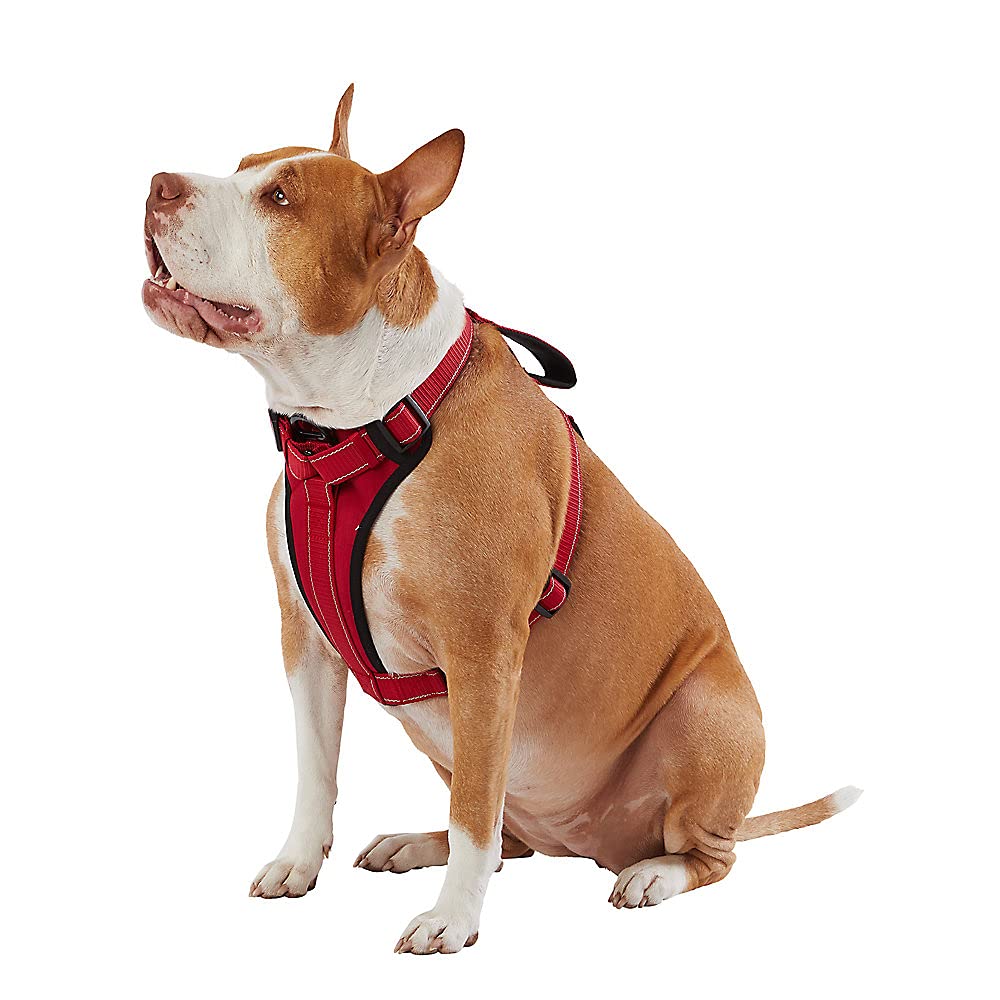 Harnais KONG Max en néoprène rembourré sur la poitrine rouge pour un confort optimal lors des promenades.