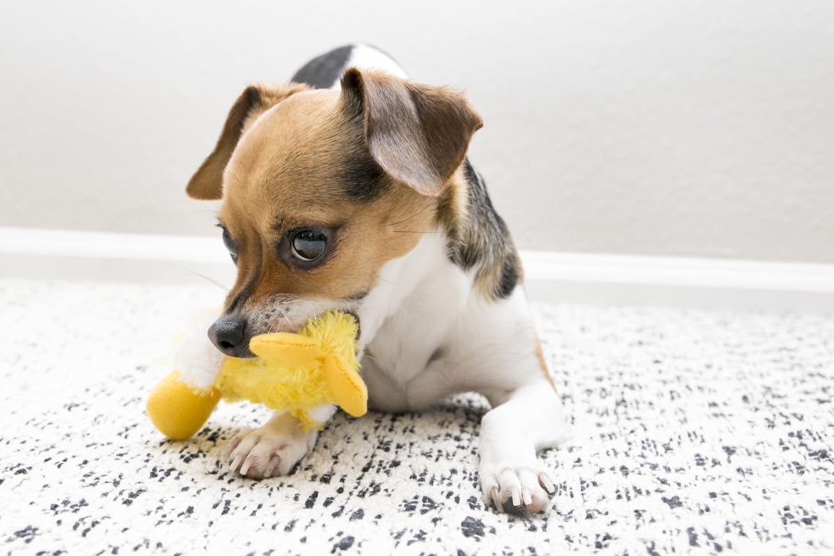 KONG Platy Duck avec squeaker remplaçable, remplacement facile du son.
