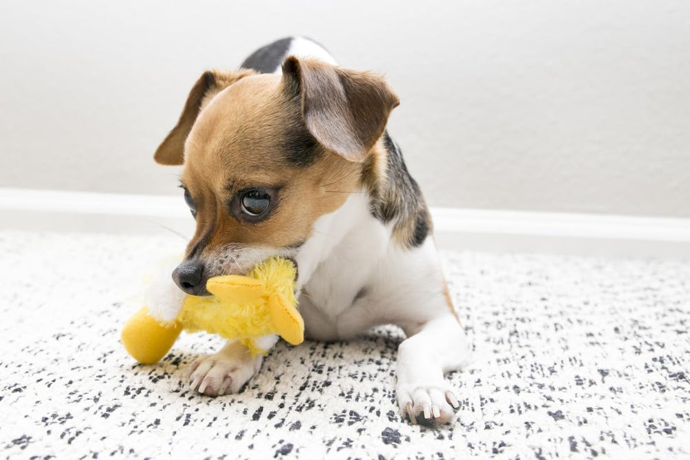 KONG Platy Duck avec squeaker remplaçable, remplacement facile du son.