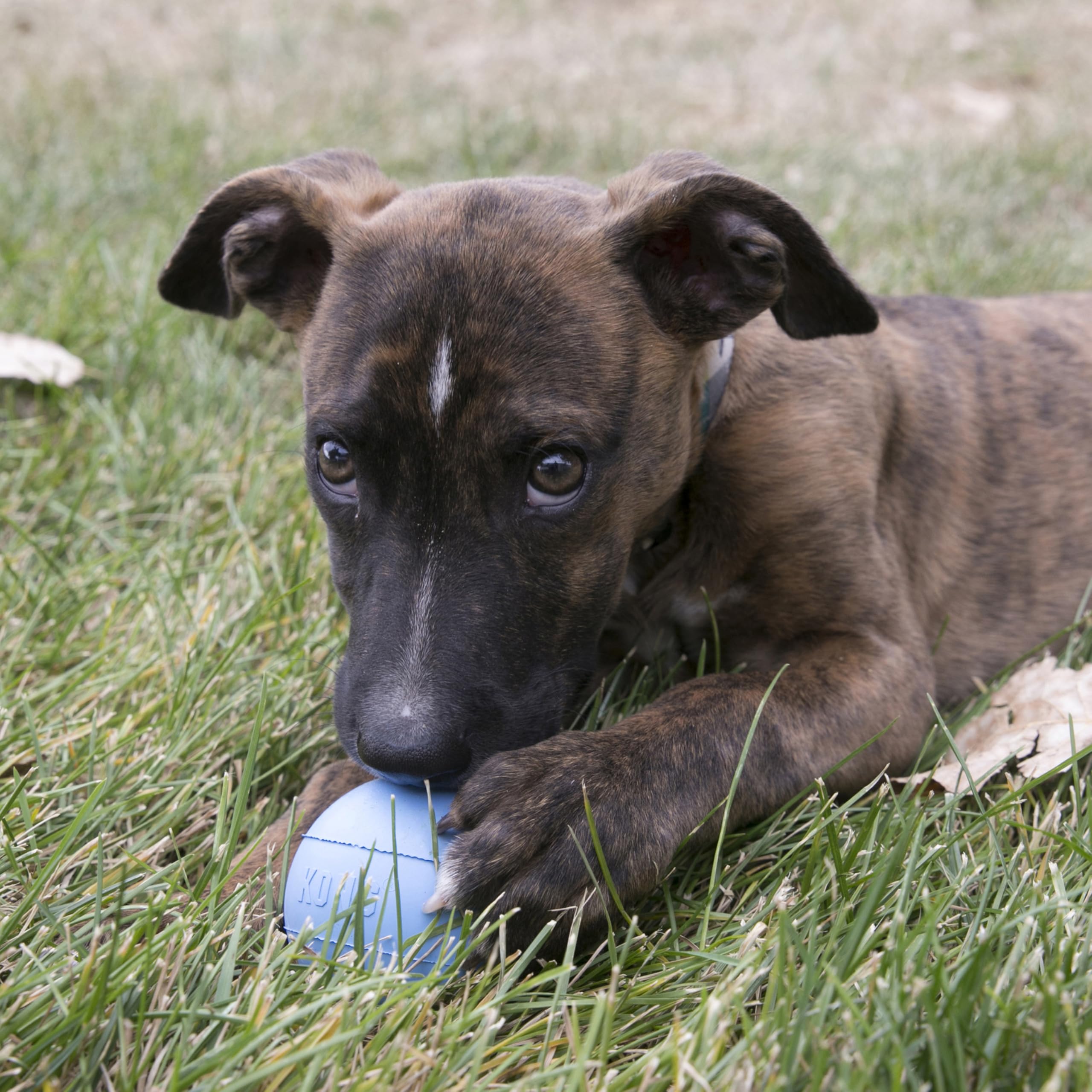 Balle KONG en caoutchouc naturel, durable, idéale pour chiots actifs.