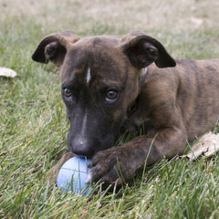 Balle KONG en caoutchouc naturel, durable, idéale pour chiots actifs.