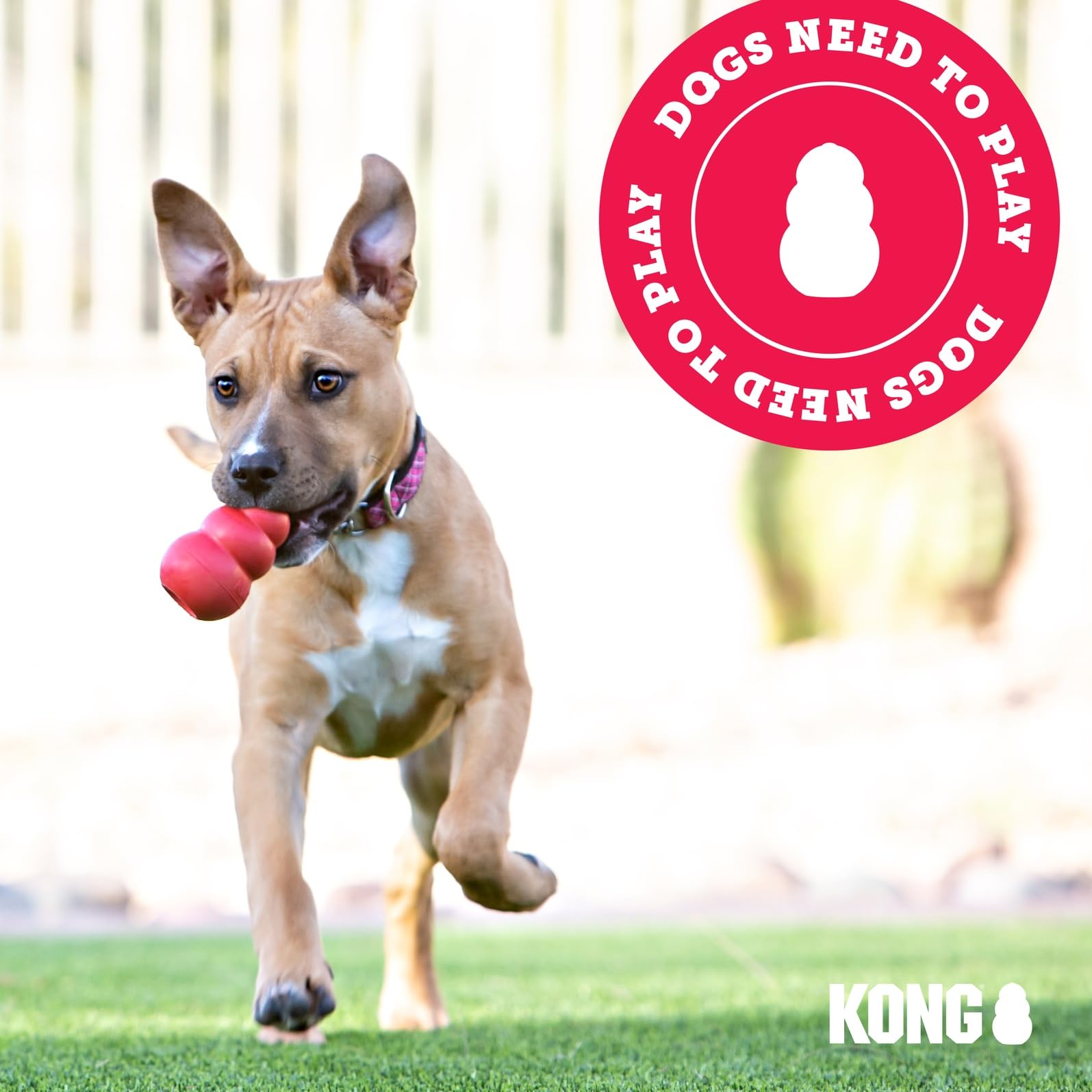 Usage quotidien: balle polyvalente pour entraînement et jeux extérieurs avec KONG.