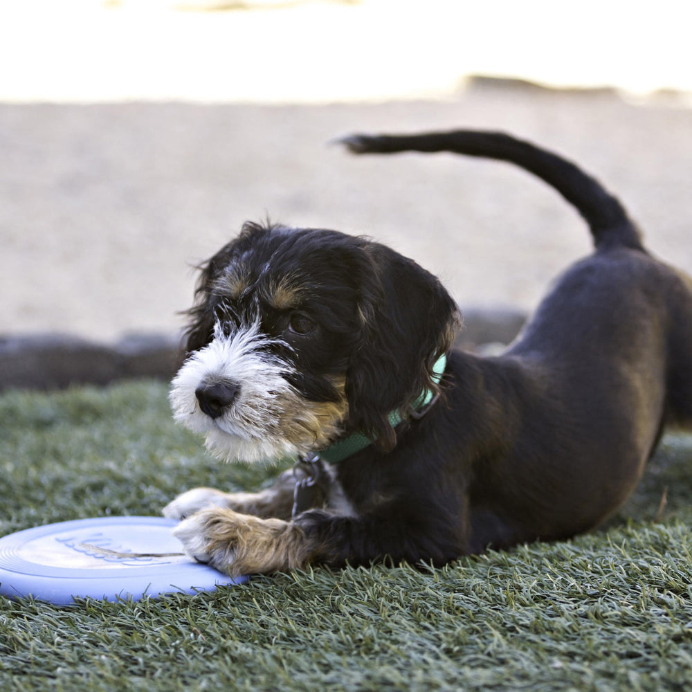 Disque frisbee KONG pour chiots, stimulation et exercice en extérieur