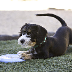 Disque frisbee KONG pour chiots, stimulation et exercice en extérieur