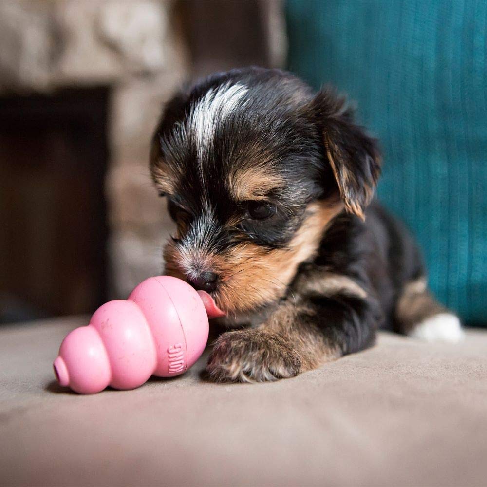 KONG Puppy, jouet rebond bleu, stimulation ludique pendant le jeu.
