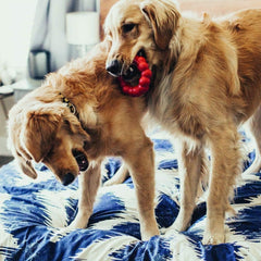 KONG Ring XL, texture dentale pour massage des gencives.
