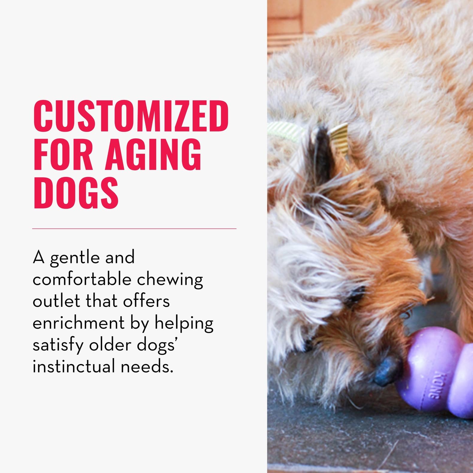 KONG Senior demeure doux et durable, idéal pour chiens âgés.