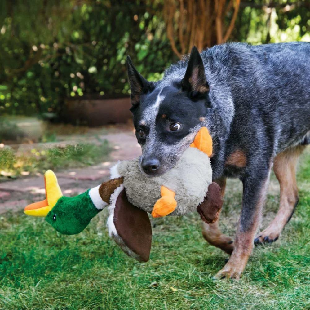 Chien jouant avec la peluche longue KONG Honkers Canard