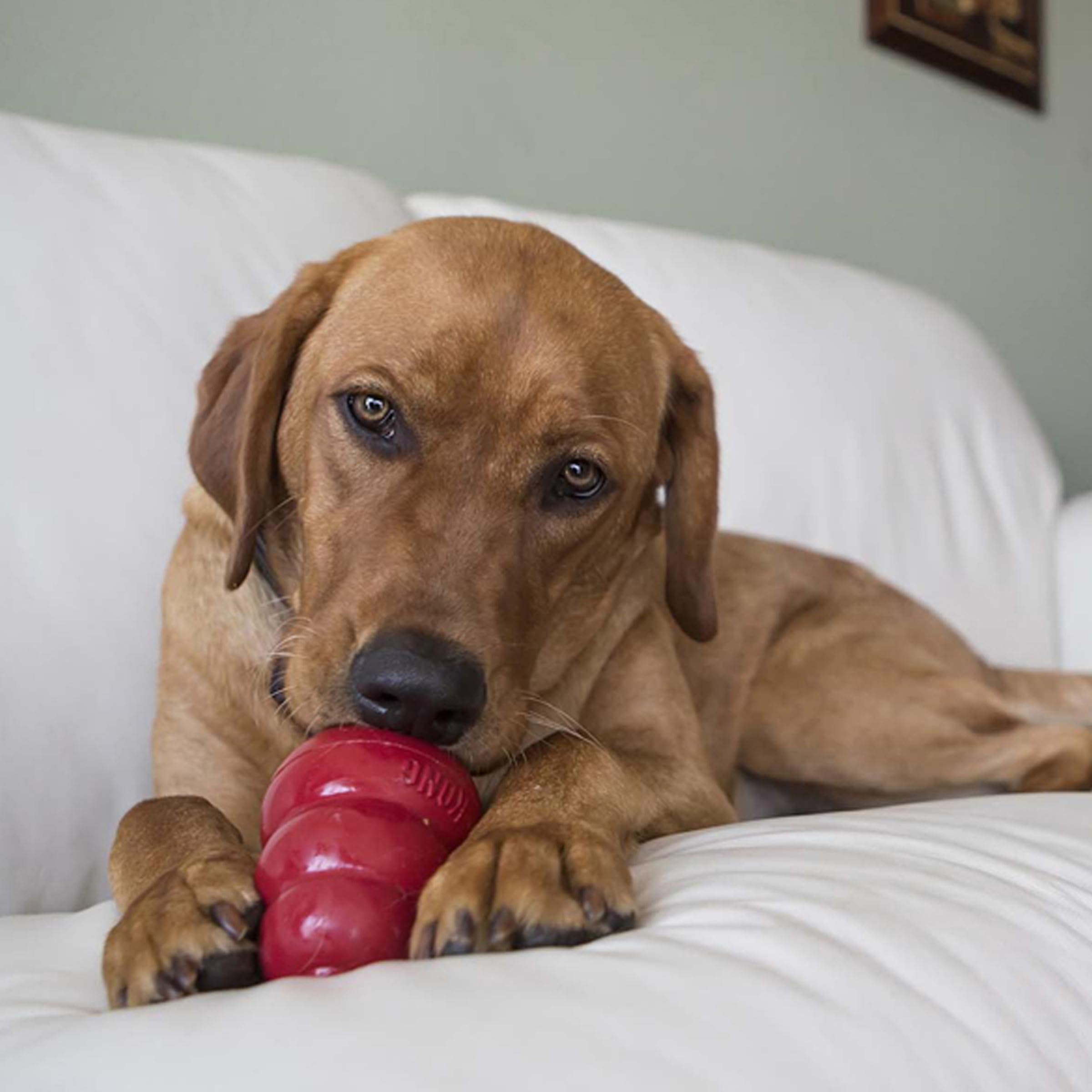 KONG Snacks Adapte Aux Jouets Kong Classic – parfait pour sessions longues de mastication.