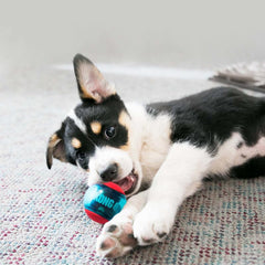 Balle KONG Squeezz Action avec son intégré pour des jeux continus.