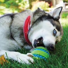 KONG Squeezz Goomz Ball LG, textures variées pour mâcher et explorer.