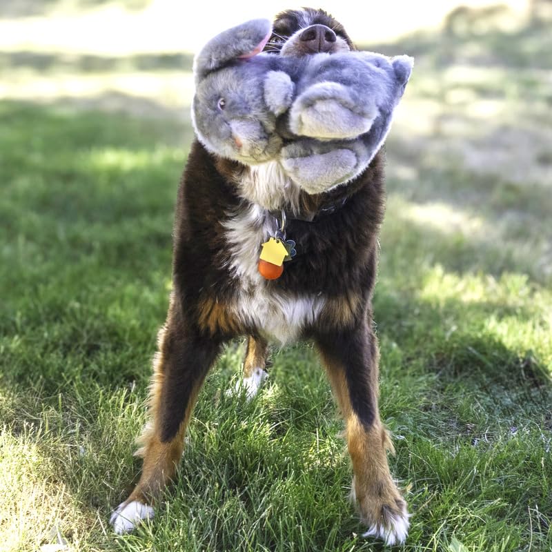 KONG Toughz double couineur, stimulant le jeu et l’amusement du chien.